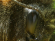 Abejorro de campo<br />(Bombus pascuorum)