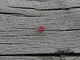 Ácaro de terciopelo<br />(Trombidium holosericeum)