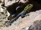 Agama roqueño de Namibia<br />(Agama planiceps)