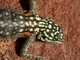 Agama roqueño de Namibia<br />(Agama planiceps)