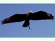 Águila cafre<br />(Aquila verreauxii)