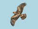 Águila calzada<br />(Hieraaetus pennatus)