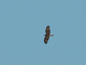 Águila calzada<br />(Hieraaetus pennatus)