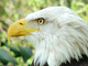 Águila de cabeza blanca<br />(Haliaeetus leucocephalus)