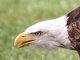Águila de cabeza blanca<br />(Haliaeetus leucocephalus)