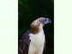 Águila de las monas<br />(Pithecophaga jefferyi)