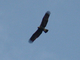 Águila imperial ibérica<br />(Aquila adalberti)