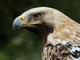 Águila imperial oriental<br />(Aquila heliaca)