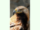 Águila imperial oriental<br />(Aquila heliaca)