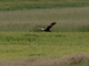 Aguilucho lagunero occidental<br />(Circus aeruginosus)