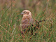 Aguilucho lagunero occidental<br />(Circus aeruginosus)