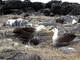 Albatros de Galápagos<br />(Phoebastria irrorata)