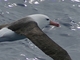 Albatros real del sur<br />(Diomedea epomophora)