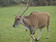 Alce africano<br />(Taurotragus oryx)
