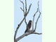 Alcotán europeo<br />(Falco subbuteo)