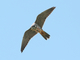 Alcotán europeo<br />(Falco subbuteo)