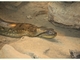 Anaconda común<br />(Eunectes murinus)