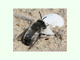 <i>Andrena vaga</i>