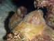Anémona de los cangrejos<br />(Calliactis polypus)