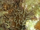Anémona dorada gigante<br />(Condylactis gigantea)