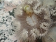 Anémona plumosa<br />(Metridium senile)