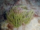 Anémona sulcata<br />(Anemonia sulcata)