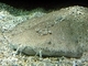 Angelote común<br />(Squatina squatina)