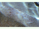 Angelote del Pacífico<br />(Squatina californica)