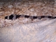 Anguila arlequín<br />(Myrichthys colubrinus)