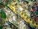 Anguila de puntos dorados<br />(Myrichthys ocellatus)