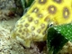Anguila de puntos dorados<br />(Myrichthys ocellatus)