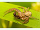 Araña cangrejo Xysticus cristatus<br />(Xysticus cristatus)