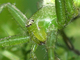 Araña cangrejo gigante<br />(Micrommata virescens)