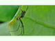 Araña de huerto<br />(Leucauge venusta)