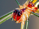 Araña de huerto<br />(Leucauge venusta)