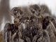 Araña de las sombras<br />(Nuctenea umbratica)