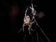 Araña de los puentes<br />(Larinioides sclopetarius)
