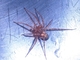 Araña doméstica<br />(Tegenaria atrica)
