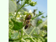 
Predando sobre <a href='ficha.php?id=4813'>abeja de prado</a>, por gailhampshire