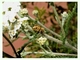 Araña lince Oxyopes ramosus<br />(Oxyopes ramosus)