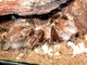 Araña mono de Martinica<br />(Avicularia versicolor)