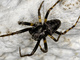 Araña orbitela jorobada<br />(Gibbaranea bituberculata)