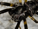 Araña orbitela jorobada<br />(Gibbaranea bituberculata)