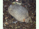 Armadillo peludo mayor<br />(Chaetophractus villosus)