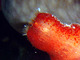 Ascidia mediterránea<br />(Halocynthia papillosa)