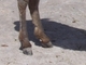 Asno<br />(Equus asinus)
