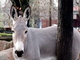 Asno salvaje africano<br />(Equus africanus)