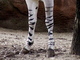 Asno salvaje africano<br />(Equus africanus)