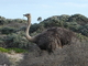 Avestruz<br />(Struthio camelus)