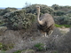 Avestruz<br />(Struthio camelus)